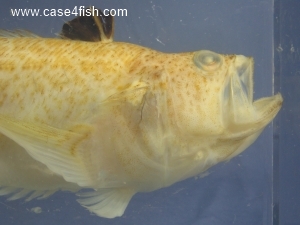 Foto Galerie/Perciformes/Percoidei/Echiichthys vipera/Echiichthys vipera_03_S.jpg
